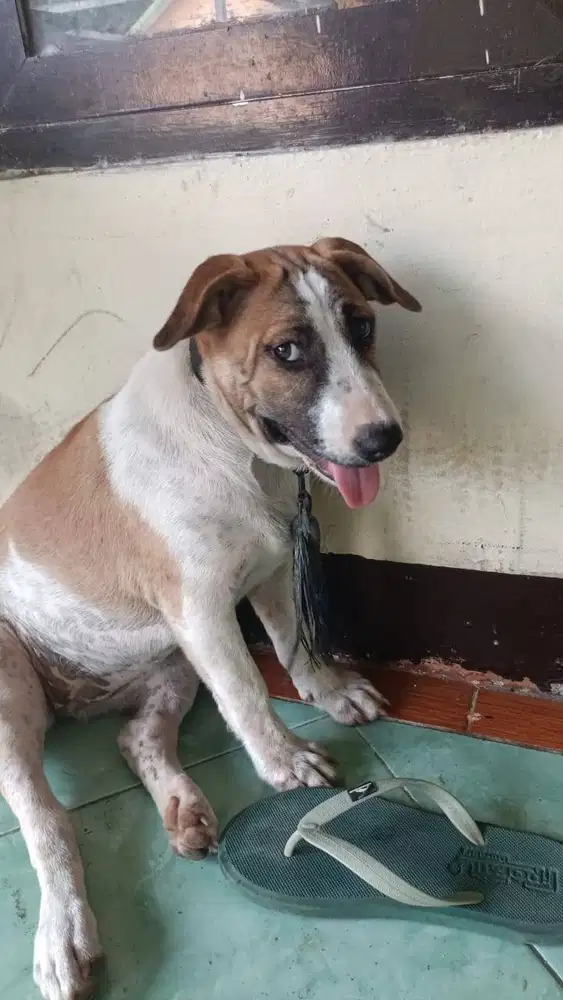 Punya anjing bikang jinak