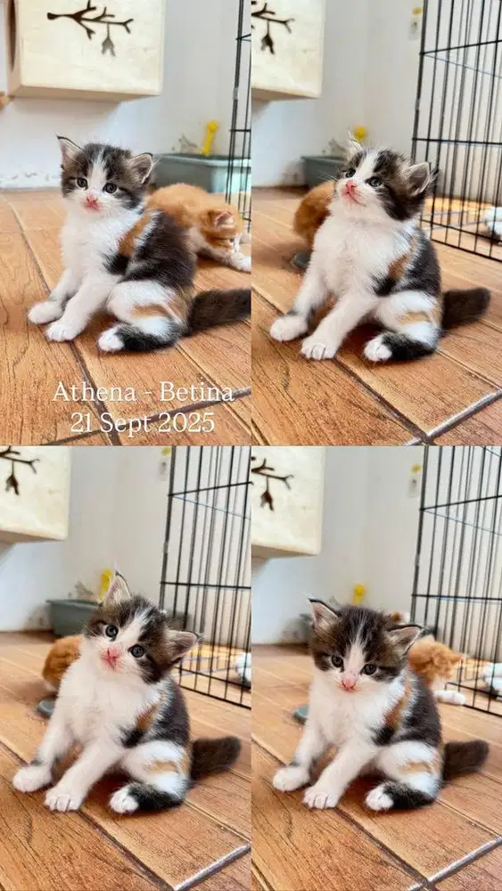 Mainecoon Kitten Ped CFA