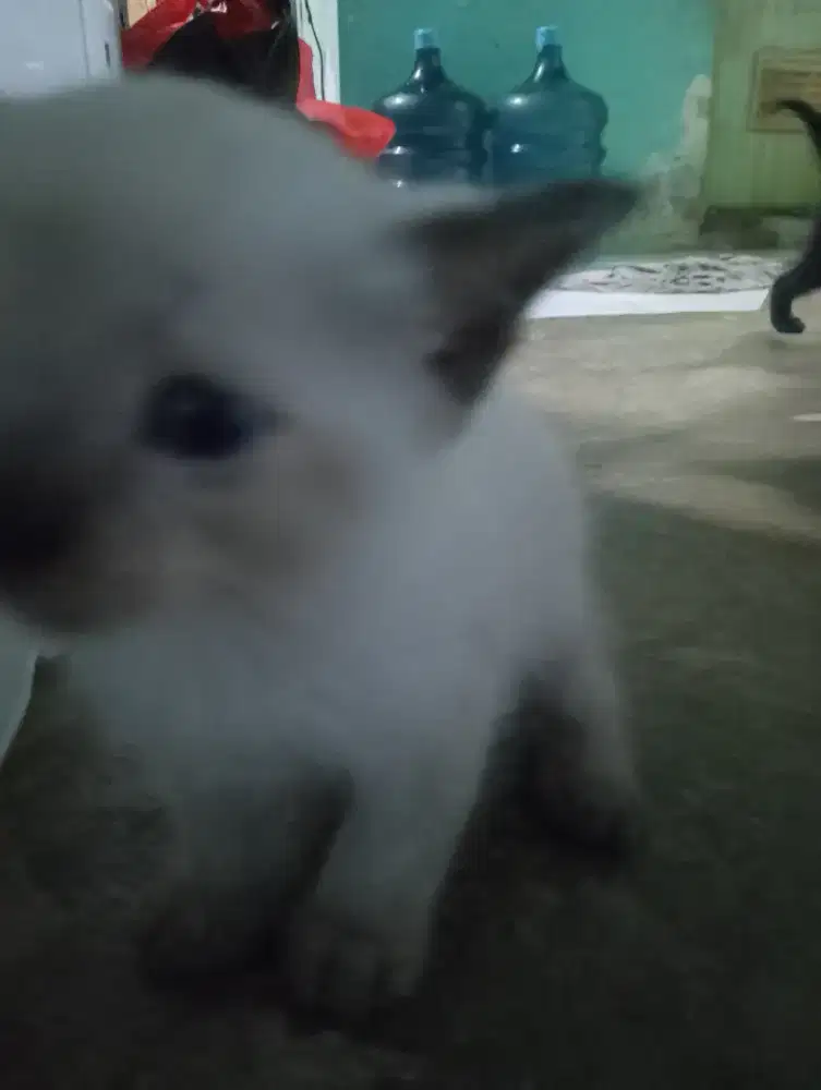 adopsi anakkan kucing persia