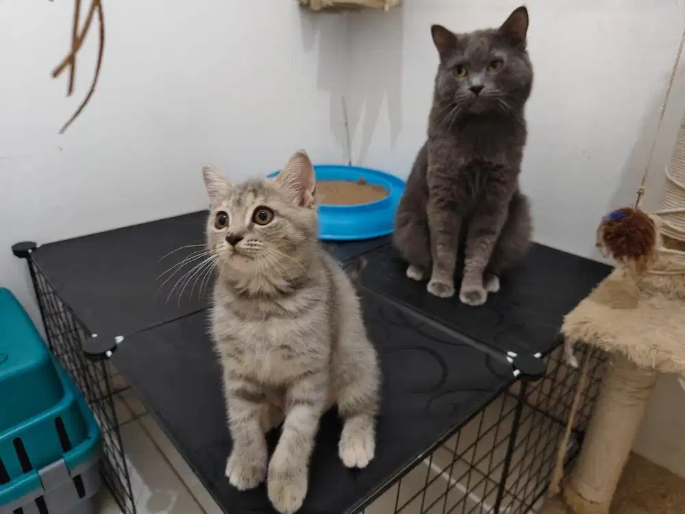 Lepas Adopt kitten anak kucing BSH British Short Hair x Munchkin