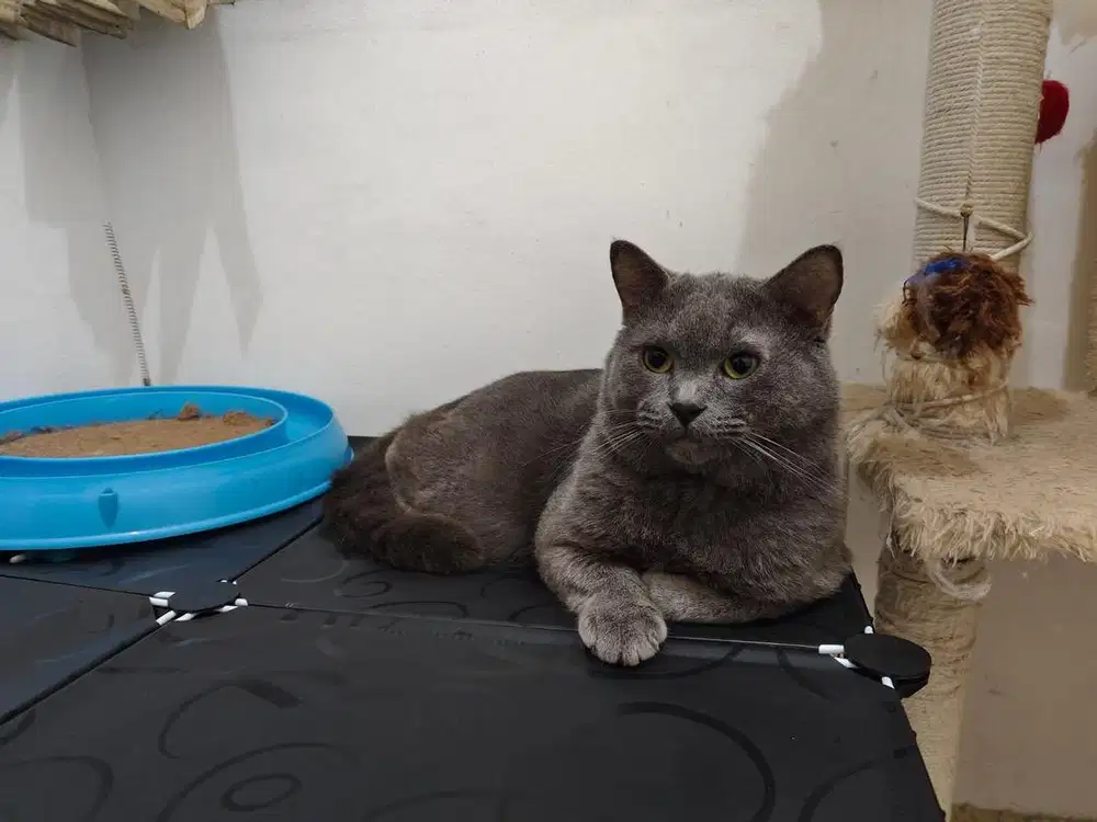 Lepas Adopt Kucing BSH British Short Hair