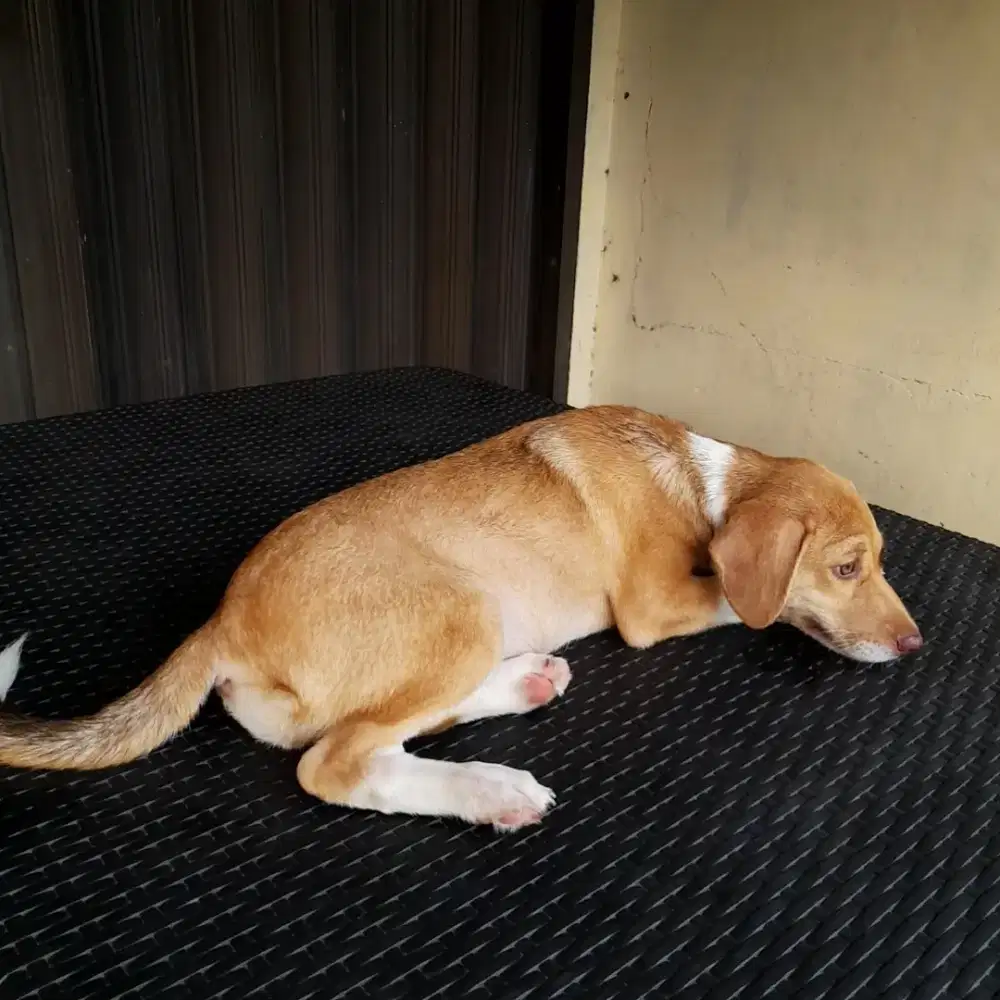 Anak anjing campuran