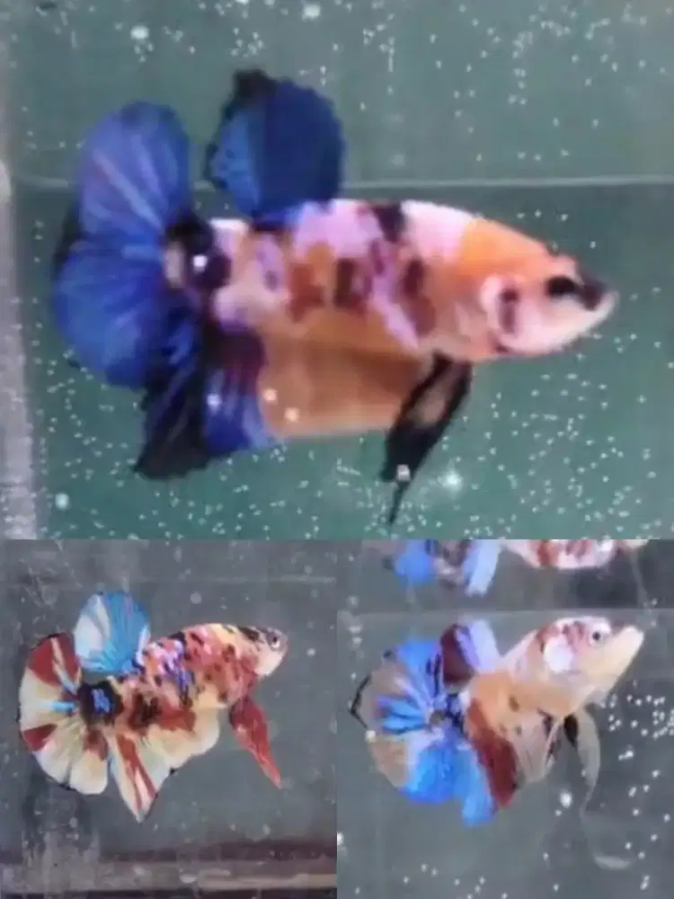 Ikan cupang multy color