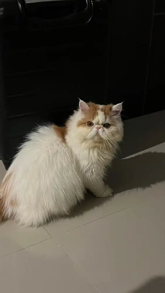 Kucing persia peaknose