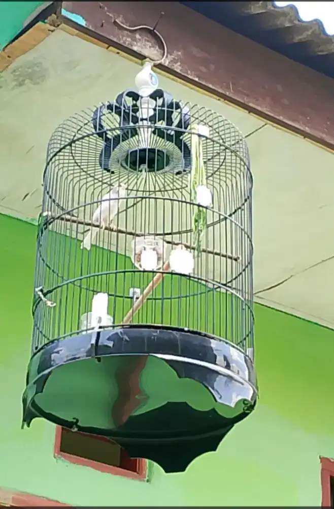 Kenari AF Panda Fulset