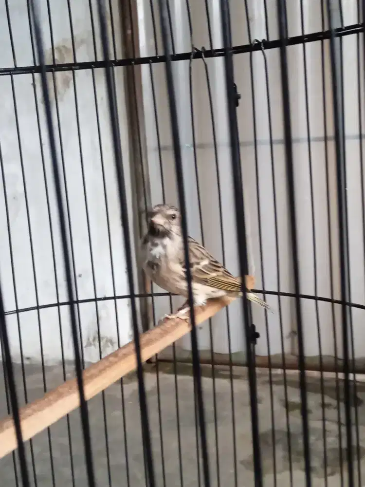 blackstrot gacor buksay