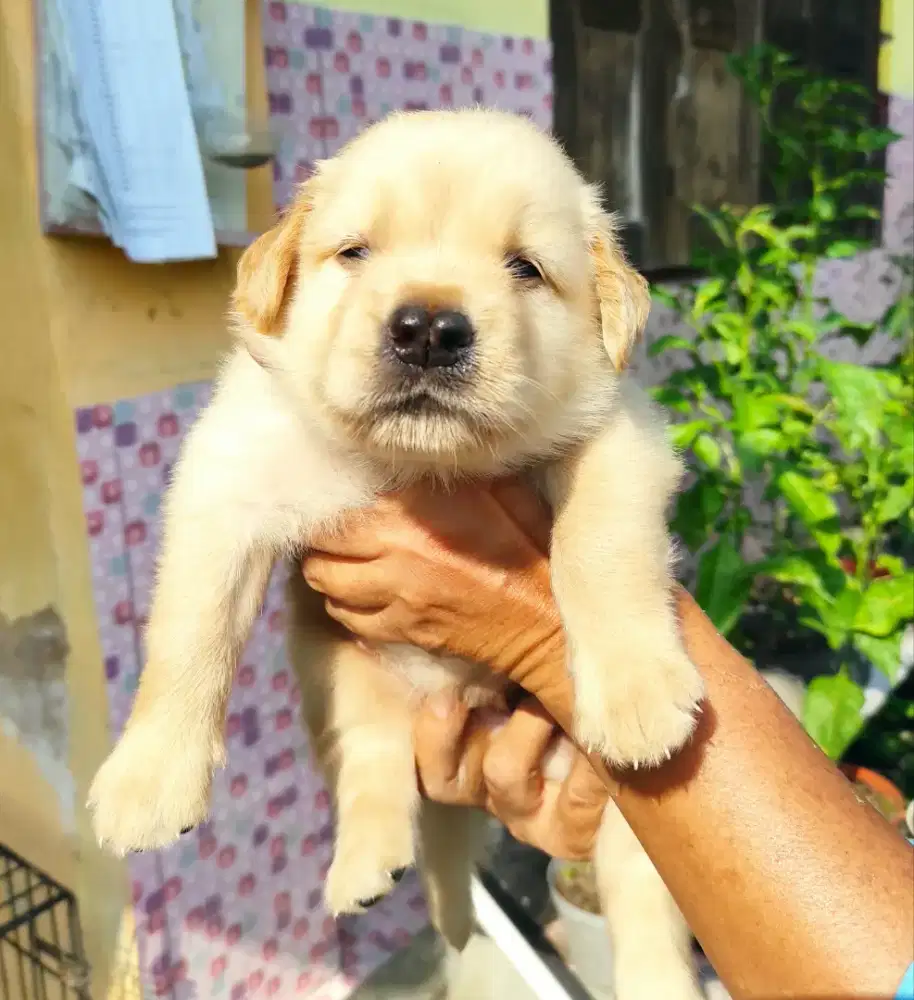 Golden Retriever nonstambum