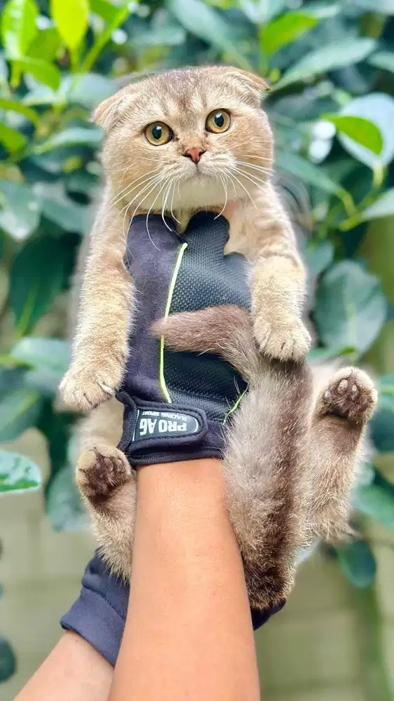 Scootish gold golden