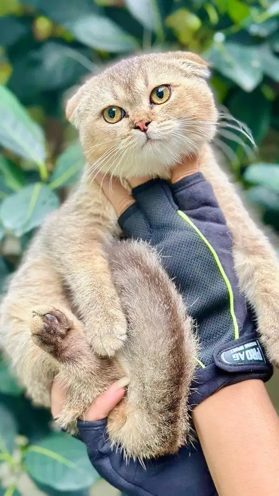 Scootish fold golden