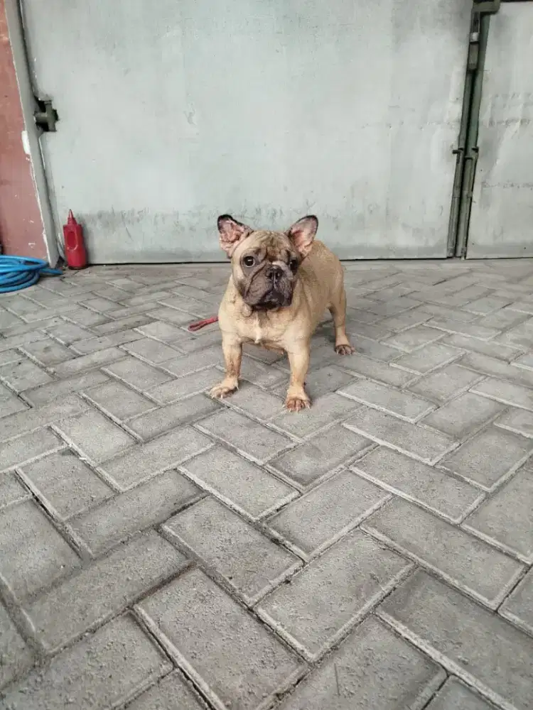 Dijual calon indukan French Bulldog good blood line