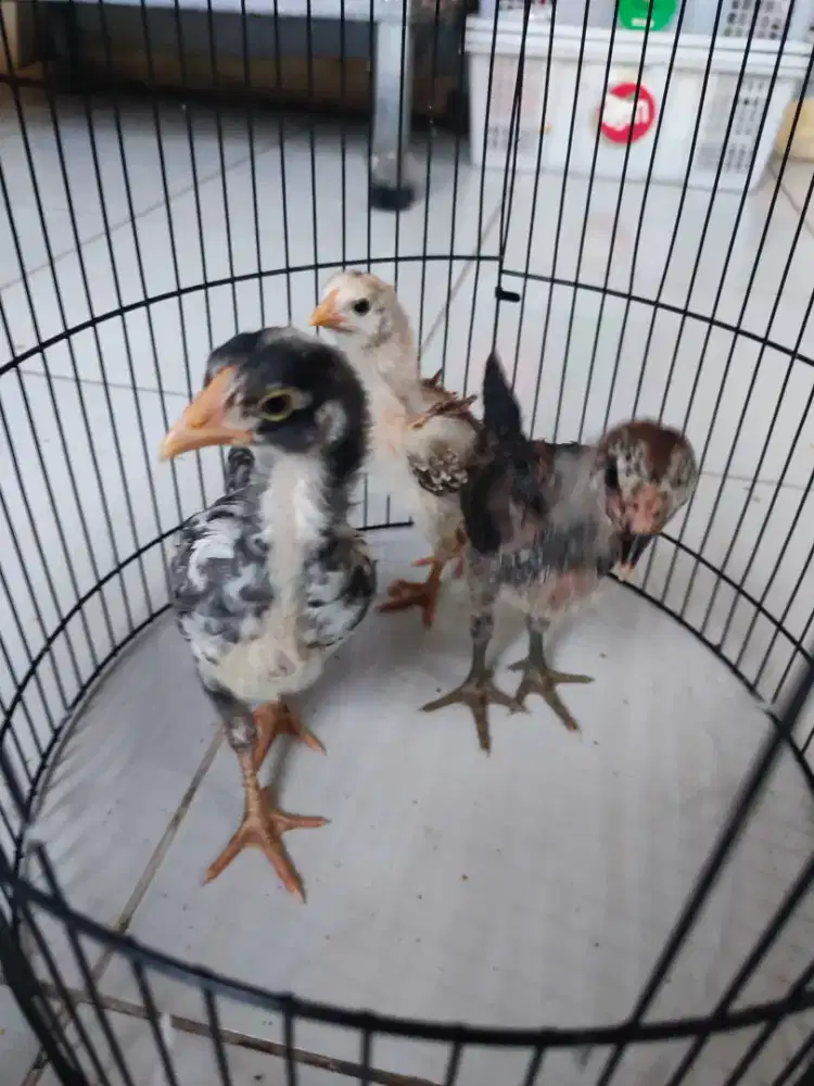 Ayam kampung asli 75rb 3 ekor