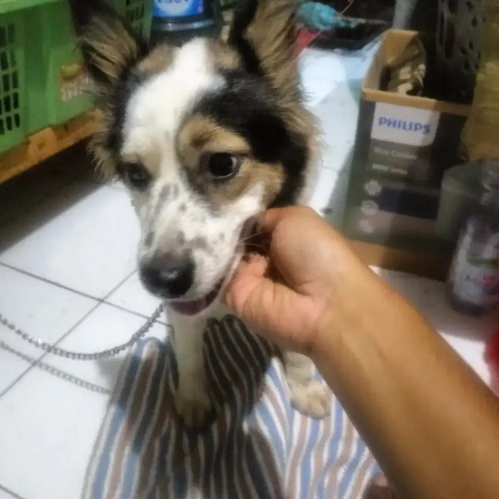 Anjing mik betina umur 6 bulan