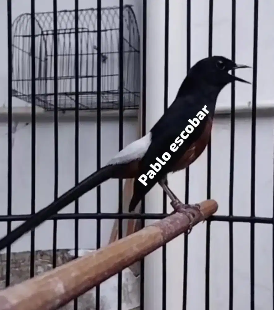 Murai prestasi stabil sminggu 2x