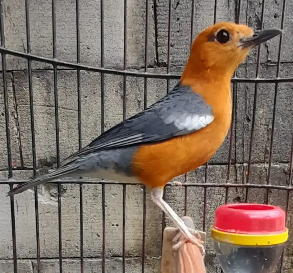 Anis Merah Lokal Pacitan Plongan Mirit Teler