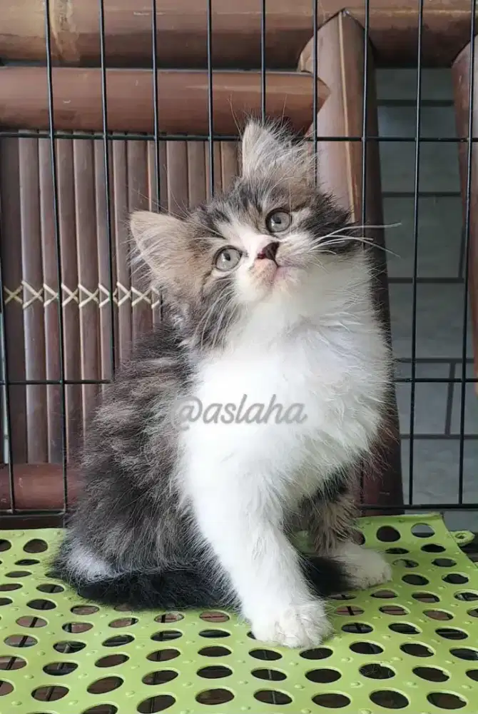 Anak kucing anggora/kitten flatnose jantan/kucing persis jantan