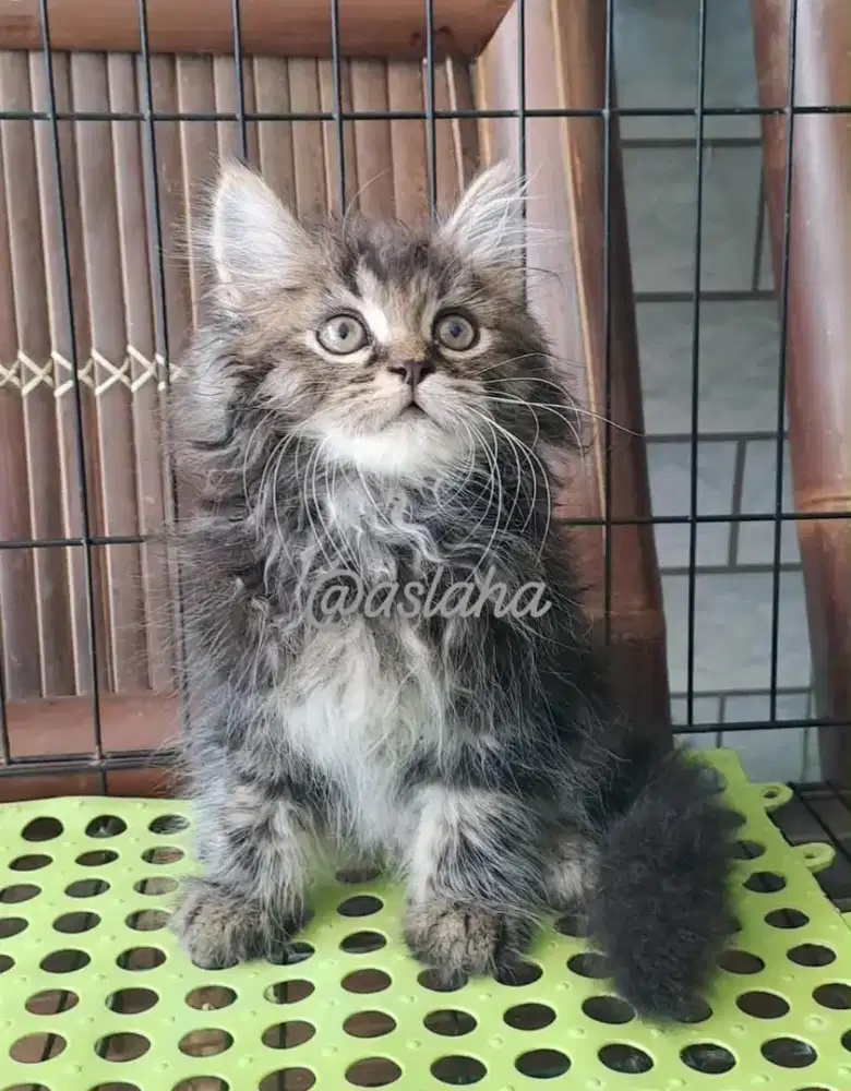 Anak kucing anggora/kitten persia flatnose /kucing persia betina