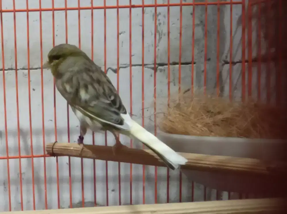 Kenari betina Afs 350