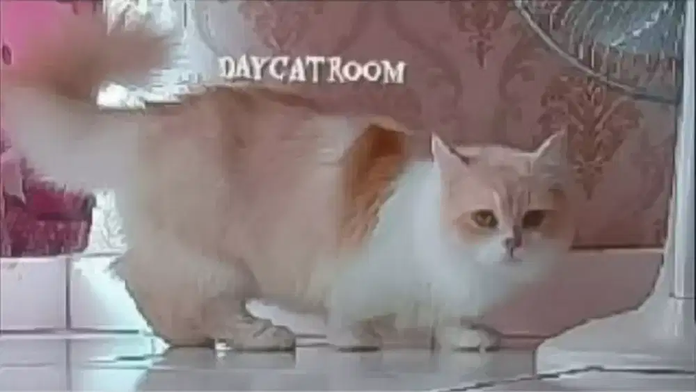 Kawin Kucing / Jasa Pacak Kucing Munchkin Minuet