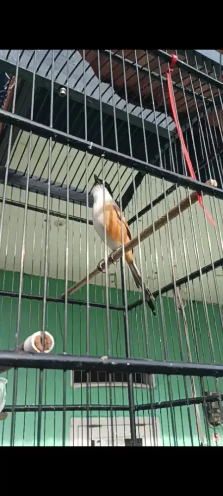 Pentet Jatim pastol gacor isian banyak volume kenceng