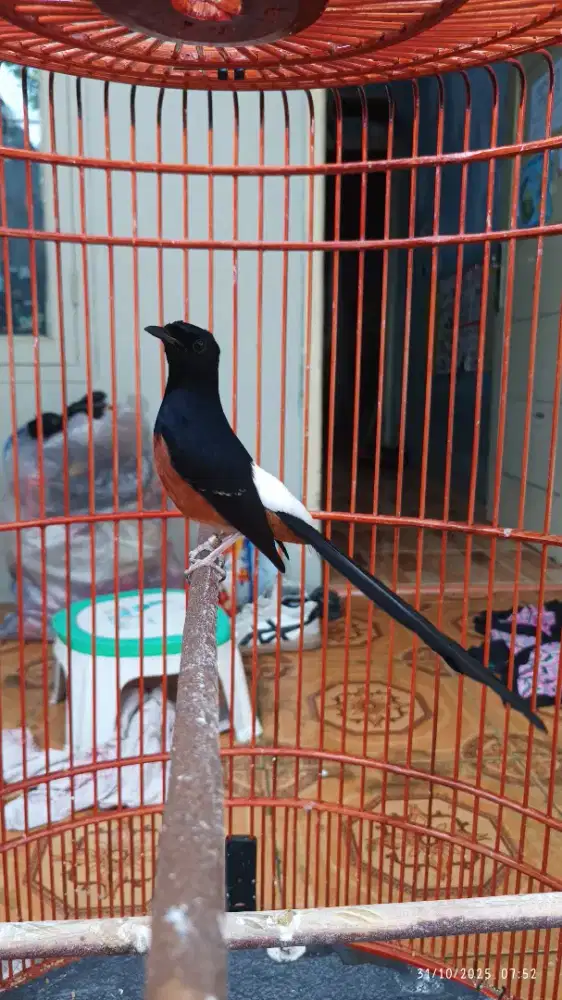 Pastol gacor materi banyak bodi big ekor panjang