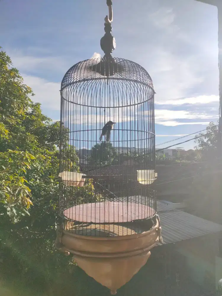 Jual burung prenjak putih cristal