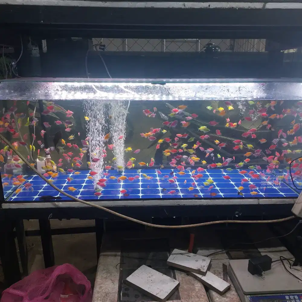 Khusus grosir ikan glowfish tetra