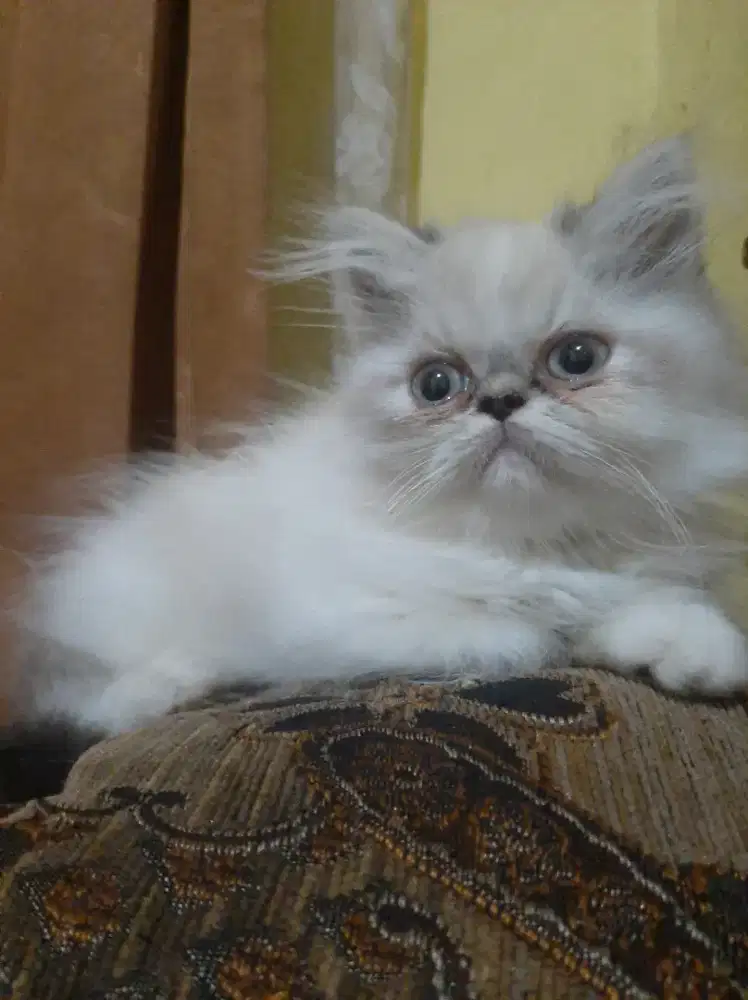 Kucing persia kitten longhair