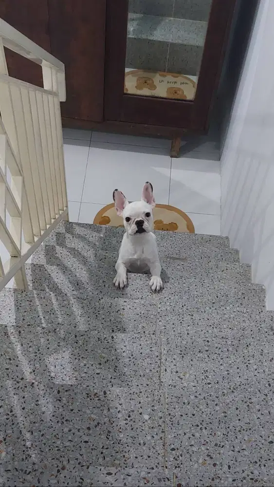 French Bulldog Puppy