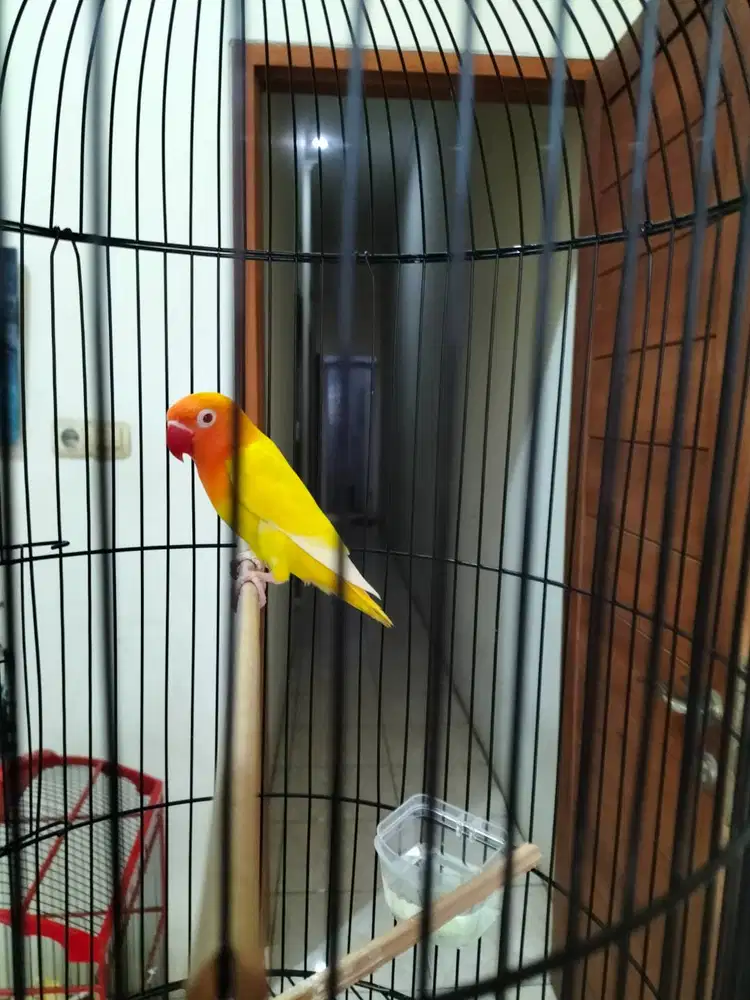 Lovebird lutino MM