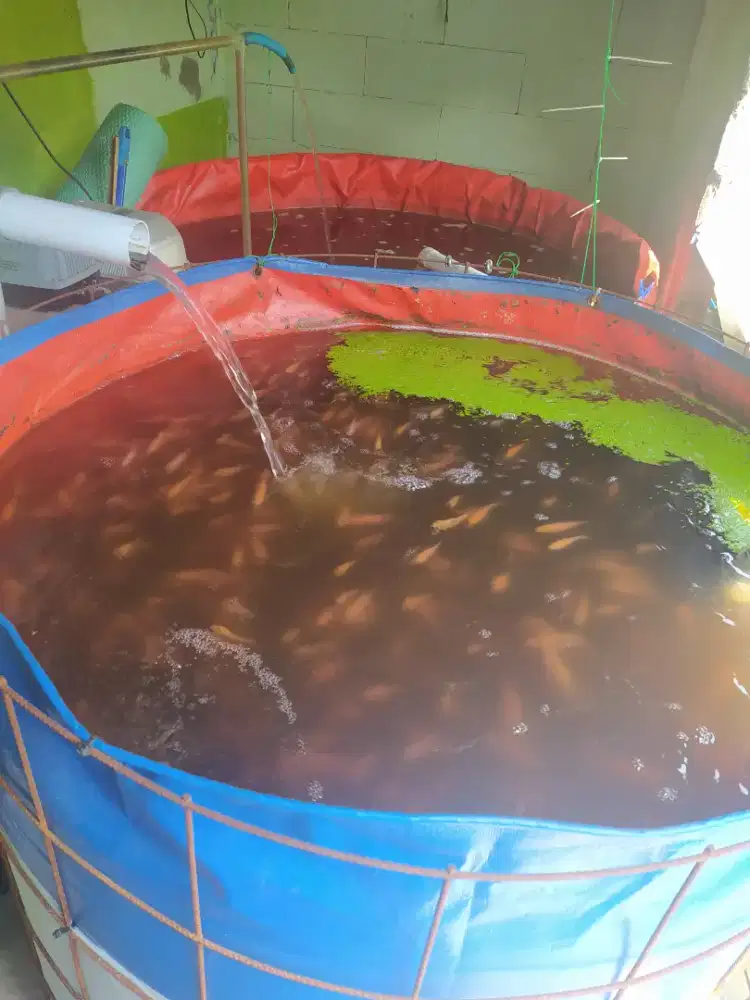 Jual Bibit Nila Merah