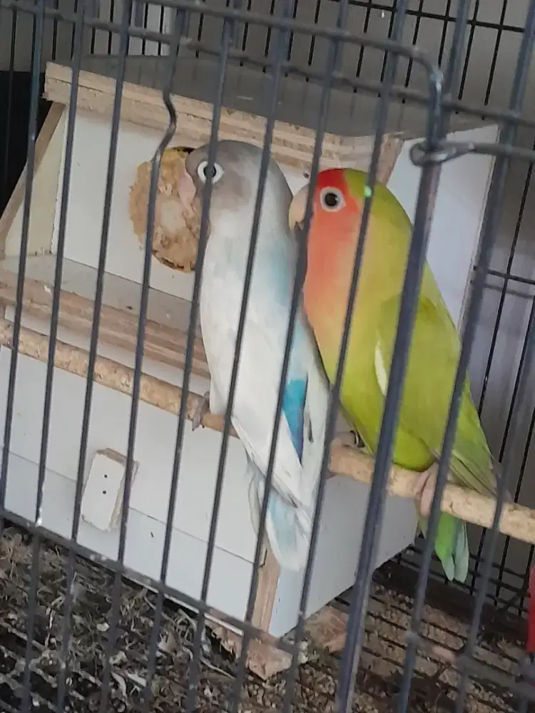 Love bird 3 pasang produk aktif