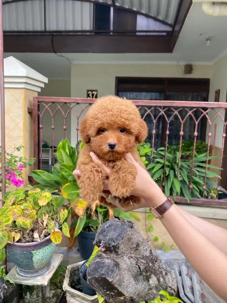 Poodle jantan tedybear