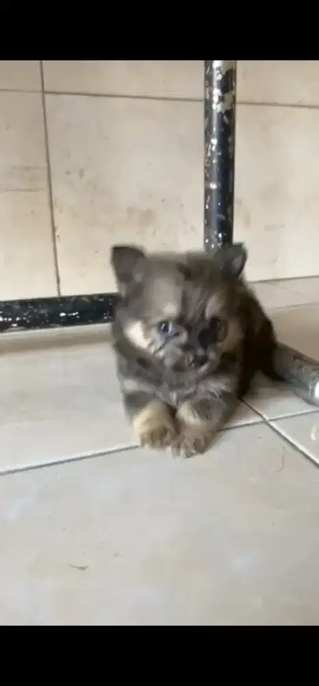 Minipom jantan usia 2 bln obat cacing ok