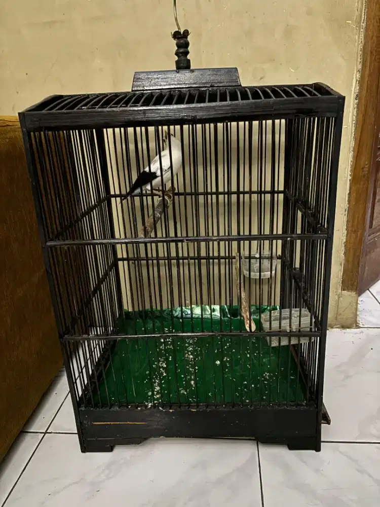 Burung Jalak plus Kandang