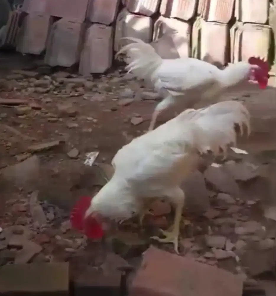 Ayam pelung putih berkualitas