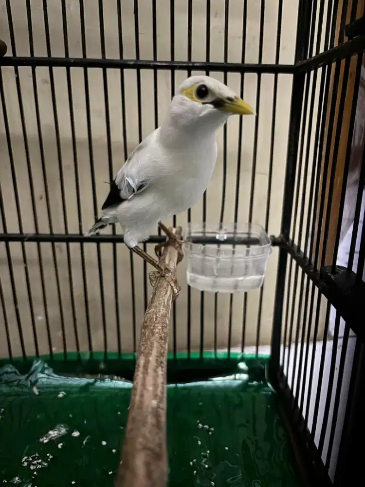 Burung Jalak Sudah Bunyi