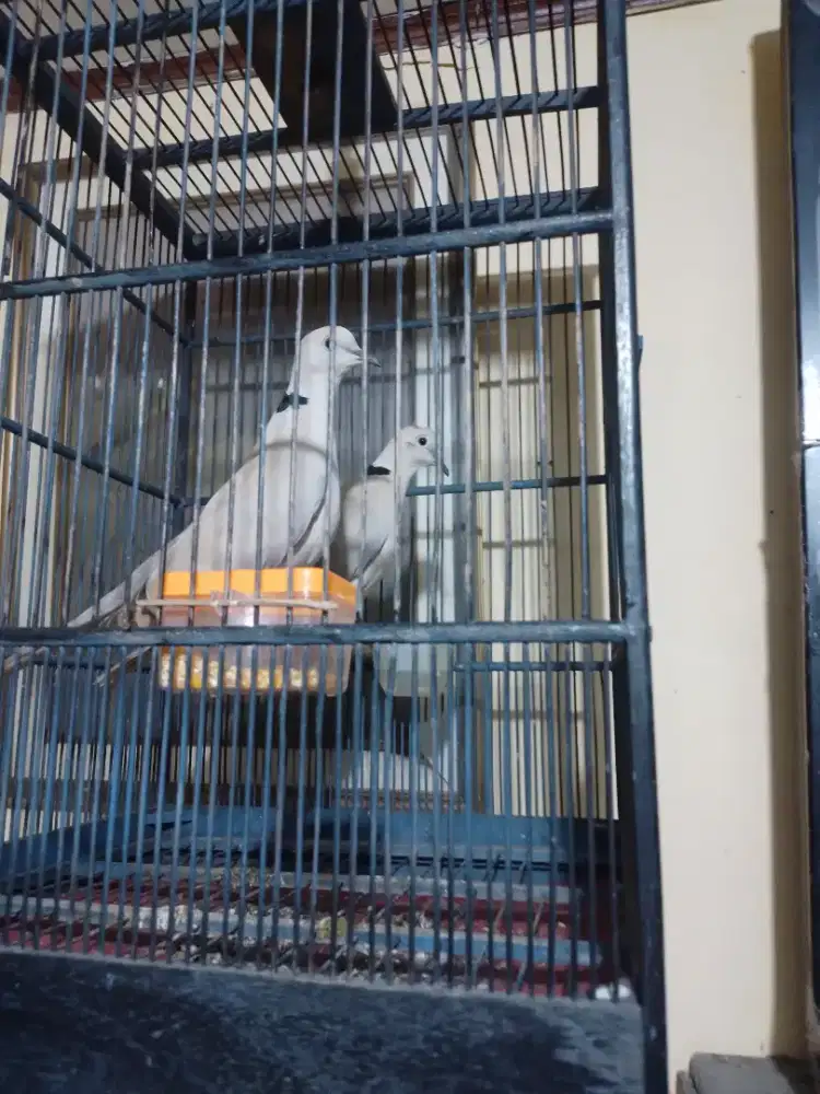 DUA TEKUKUR PELUNG FULSET