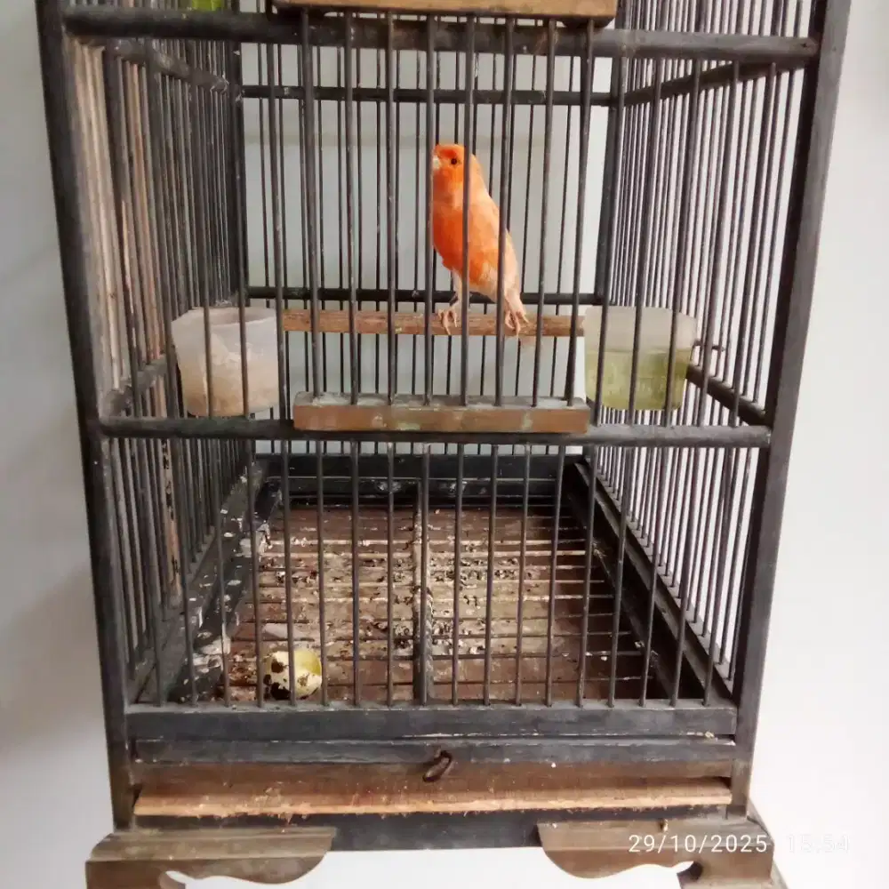 Dijual Burung kenari