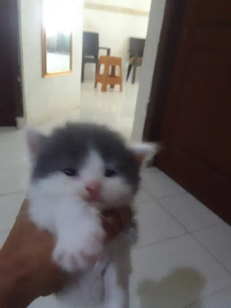 Persia betina umur 2 bln