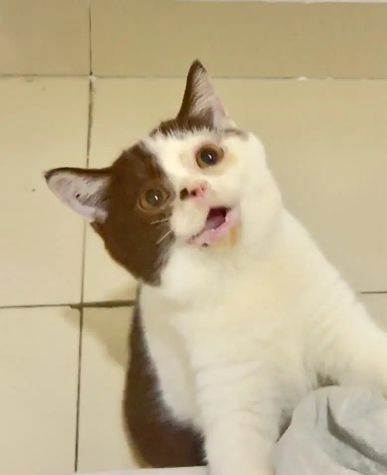 Kucing british shorthair bsh british short hair