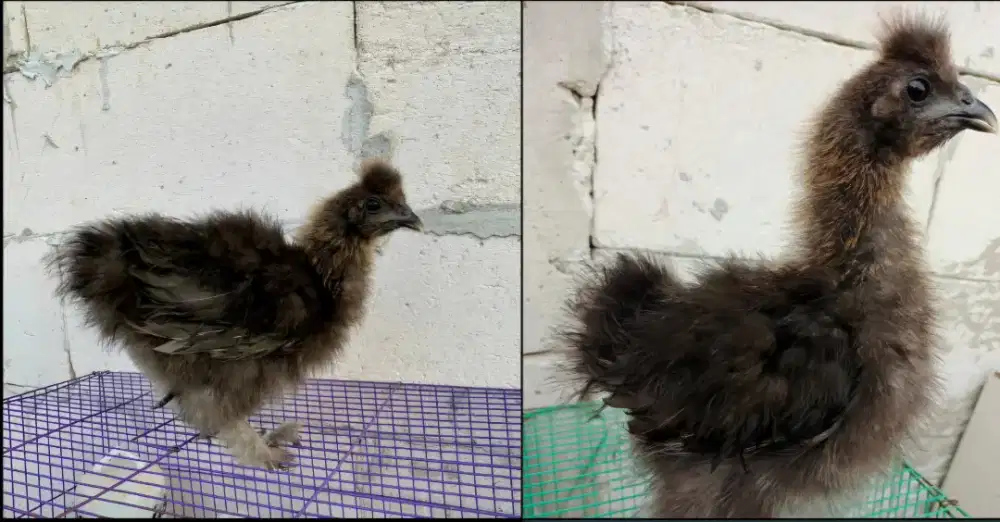 Anakan ayam silkie