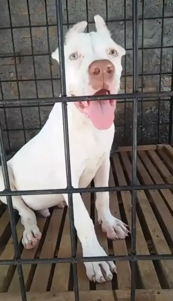 pitbulla jantan fullwhite