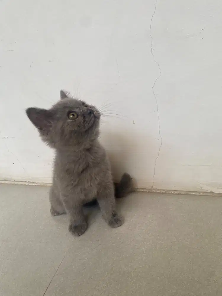 Kucing BSH Non Ped (British Short Hair)