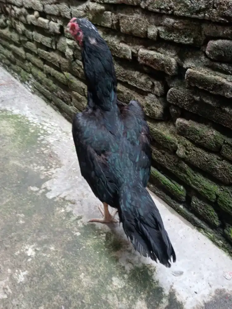 Ayam koytrad produk 2x pukul semi drumband