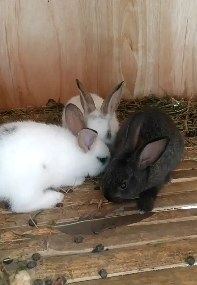 Kelinci hias semi Rex lucu gemoy cek