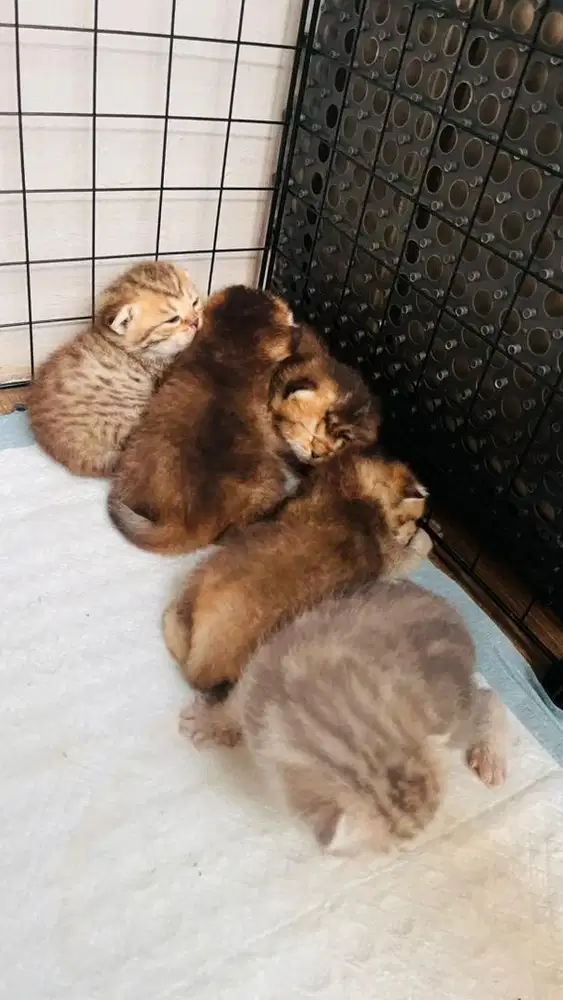 Kitten BSH (British Short Hair)