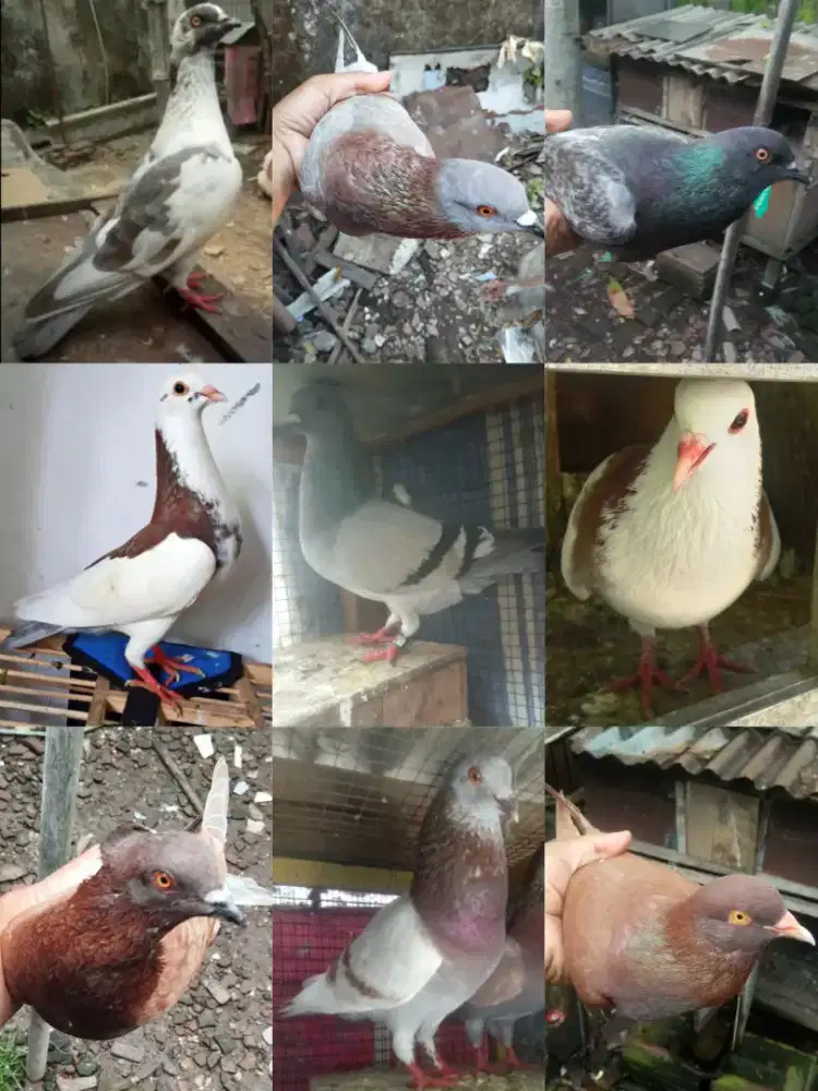 Jual Burung Merpati Berkualitas 50K Wilayah Sidoarjo.