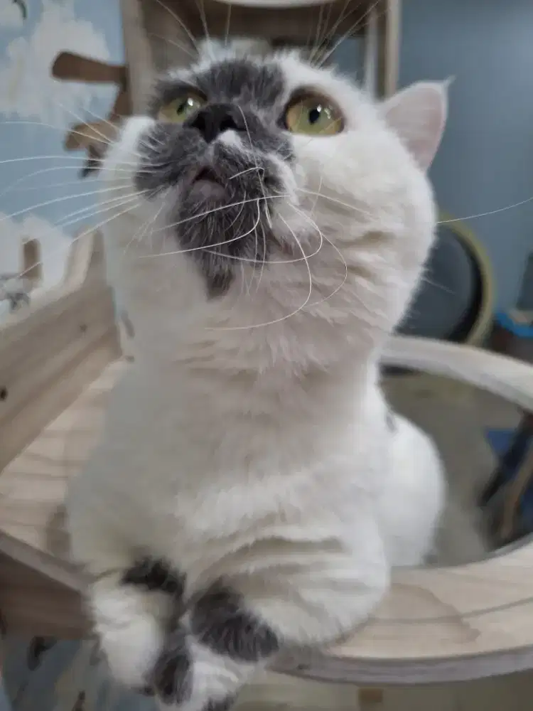 KUCING MUNCHKIN RH JANTAN