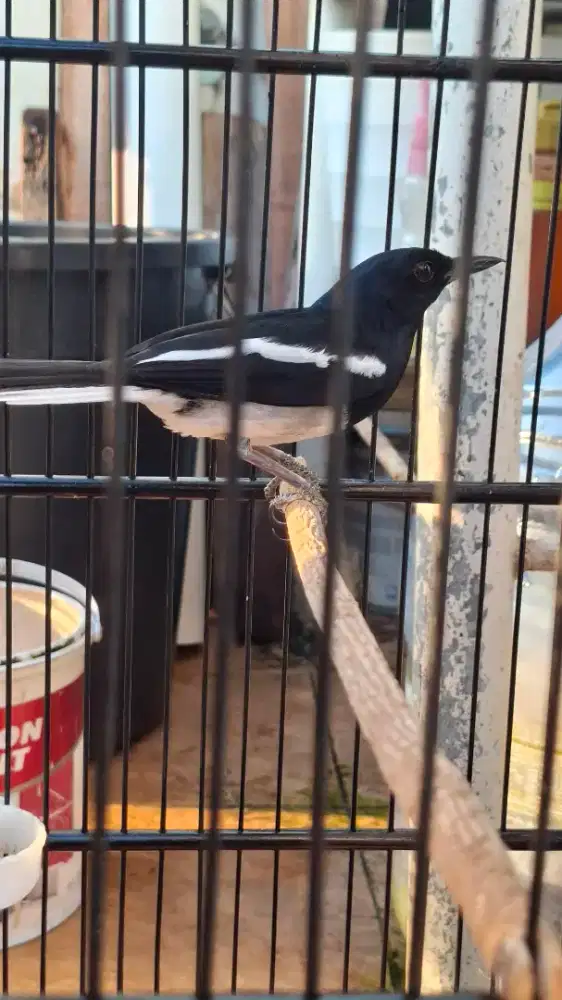 Burung Kacer Daput x Prestasii Gacor