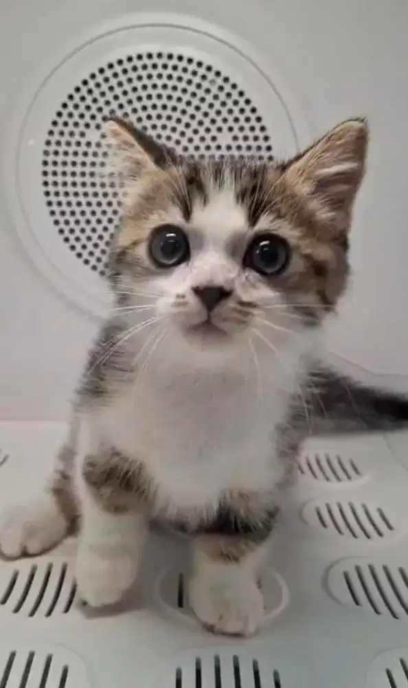 Kucing munchkin jantan